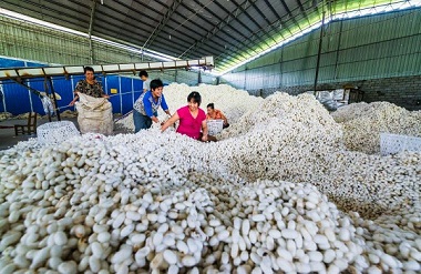 Hechi establishes silkworm cocoon, silk artisan school