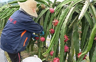 Pitaya in Bama welcomes bumper harvest