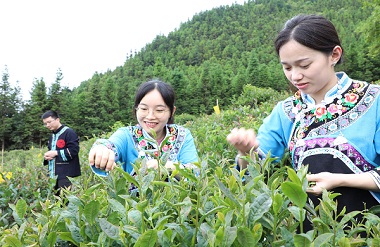 Tea industry boosts farmers' incomes in Tian'e county 