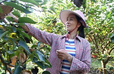 Luocheng fruit industry promotes rural vitalization