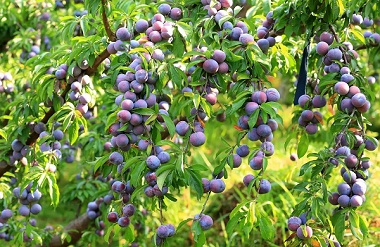 Tian'e Longtan pearl plums enter maturation season