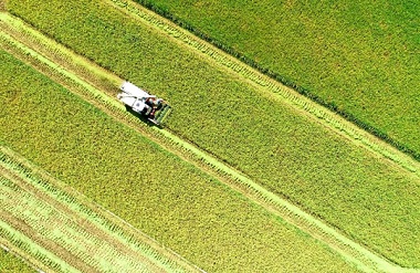 Luocheng's early rice enters maturation season