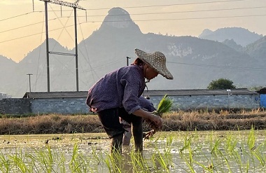 Hechi farmers busy with summer harvesting, planting