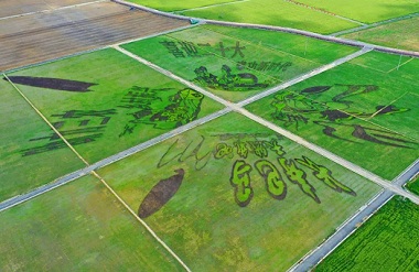 Bama's paddy art paintings dress up beautiful countryside