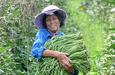 Luocheng develops snail rice noodles raw material industry