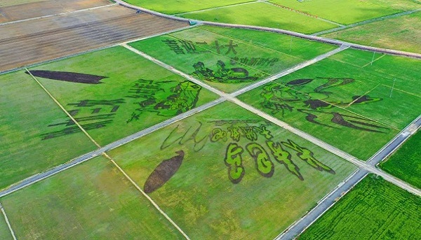 Bama's paddy art paintings dress up beautiful countryside