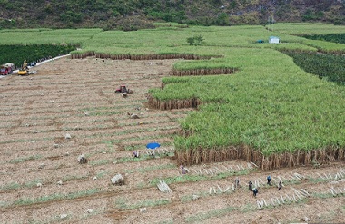 Huanjiang ushers in sugarcane harvest season