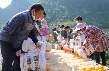 10,000 kg of Dahua oranges sold to GBA