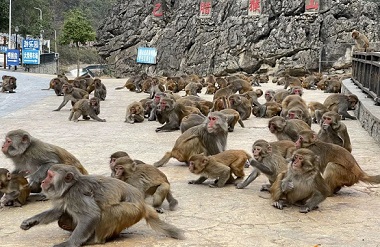 Bala Monkey Mountain promotes rural vitalization