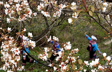 Tian'e boosts tourism with Tung Blossoms Festival