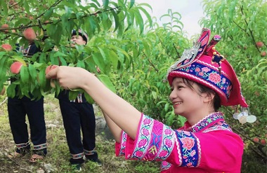 Hechi's Tianhe town develops fruit industry to boost rural vitalization