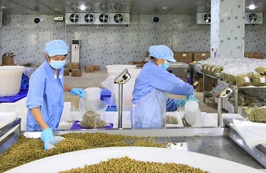 Luocheng luosifen raw material industry helps rural vitalization