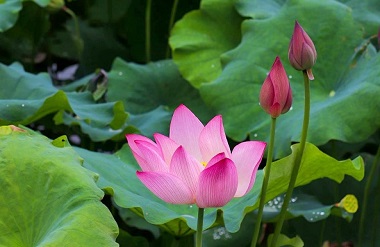 Blooming lotuses in Jinchengjiang attract visitors