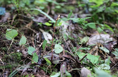 Guangxi Mulun nature reserve identifies new plant species