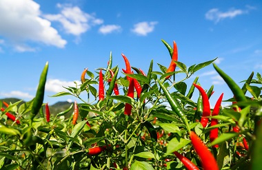 Nandan harvests chili peppers, boosts incomes of locals