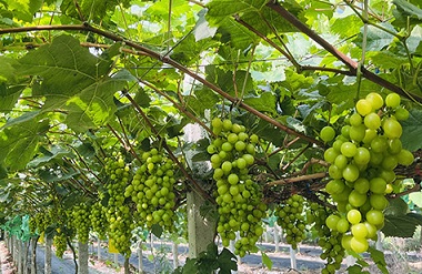 Sunshine muscat grapes ripen in Luocheng