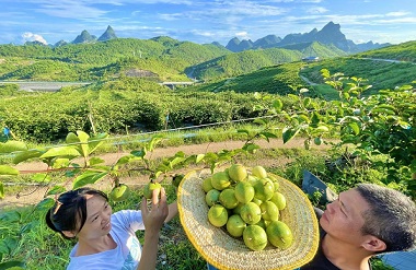 Luocheng's 'fruit town' celebrates bountiful harvest