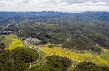 Huanjiang sees bountiful selenium-rich rice harvests