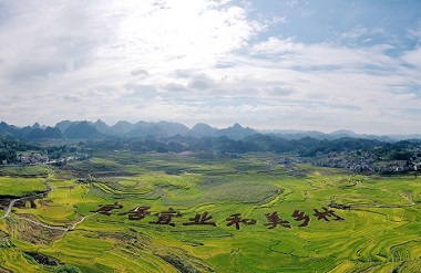 Baping terraced rice fields in Nandan see bountiful harvest