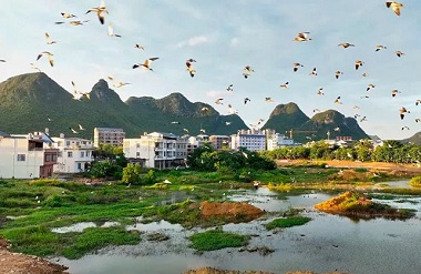 Flocks of migratory birds arrive in Luocheng