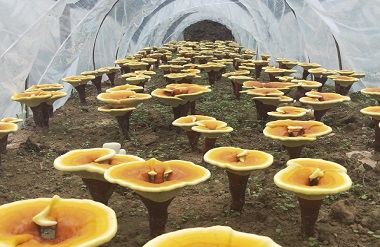 Lingzhi mushroom cultivation boosts rural vitalization in Tian’e county