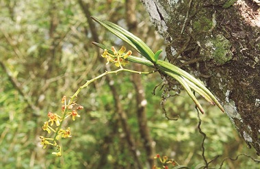 New orchid species discovered in Mulun Nature Reserve