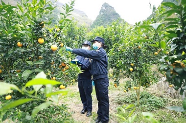 Hechi makes breakthrough in fruit export industry