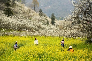 Blooming pear blossoms boost tourism economy in Nandan