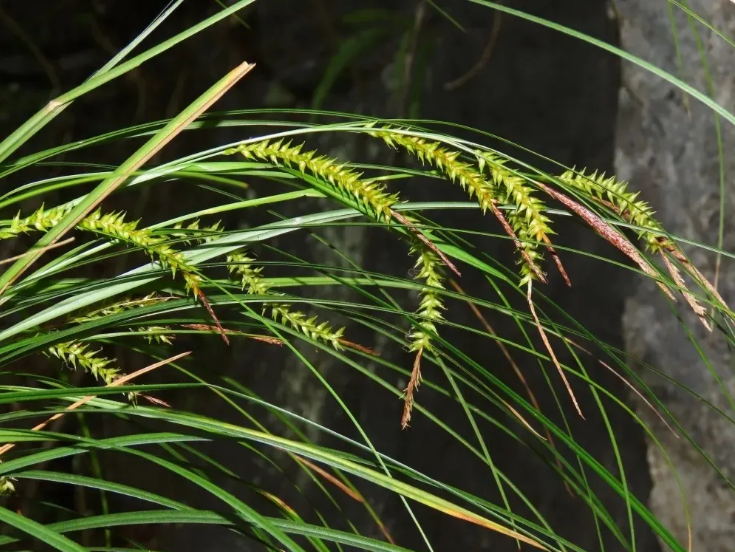 New sedge species discovered in Du'an Yao autonomous county