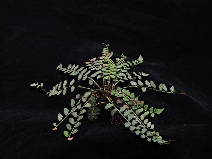 New fern species discovered in Hechi, Guangxi