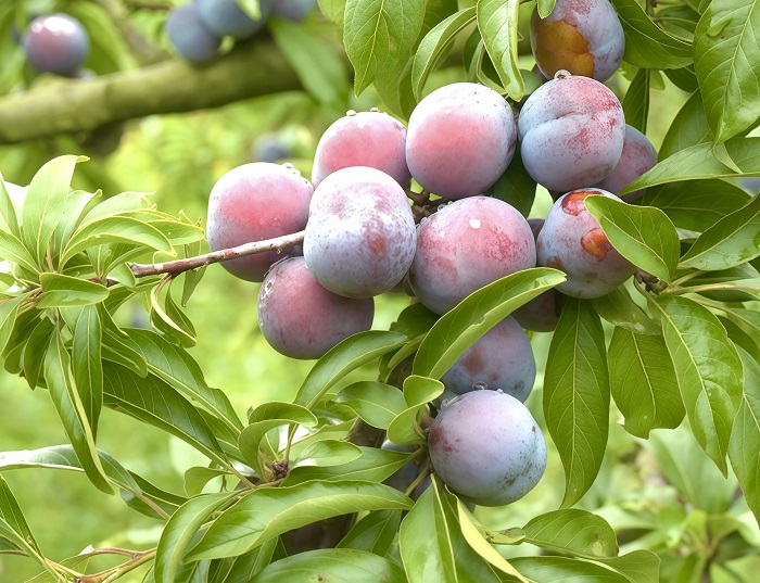 Pearl plums from Tian'e county gain popularity