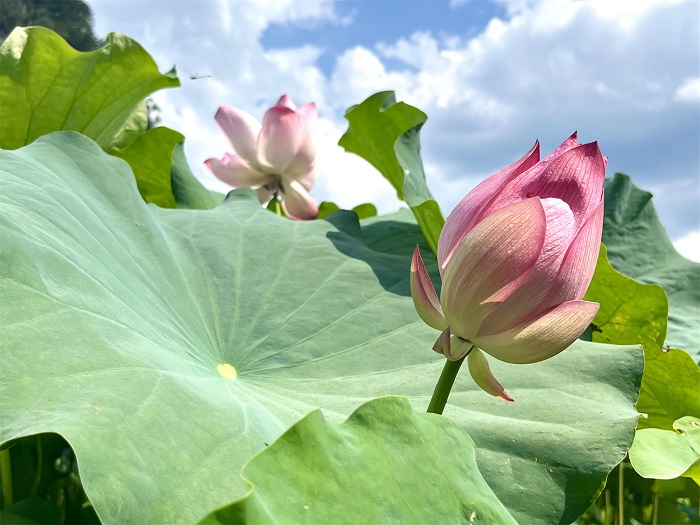 Blooming lotus flowers in Jinchengjiang district attract tourists