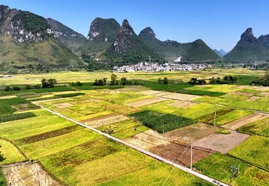 Golden fields of autumn bring harvest to Hechi