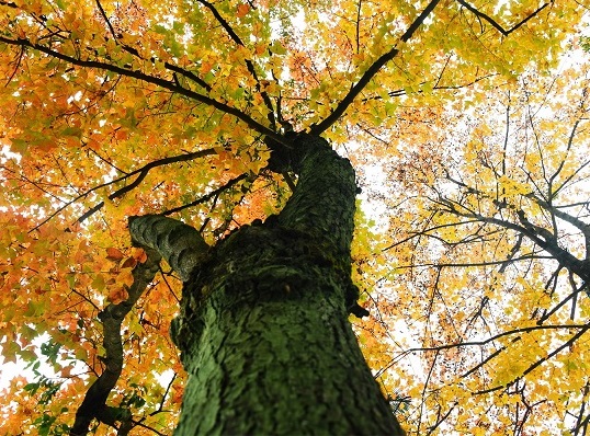 Maple trees bring winter charm to Luocheng