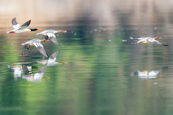 Tian'e launches survey to protect Chinese mergansers