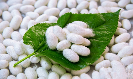 Experts in silkworm industry offer support to Hechi