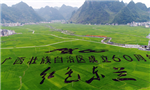 Paddy field painting marks Guangxi's 60th anniversary