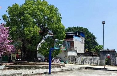 Thousand-year-old camphor tree found in Hechi