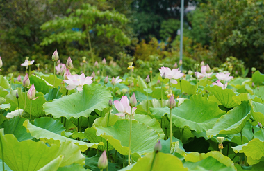 Bama's blooming lotuses boost rural tourism