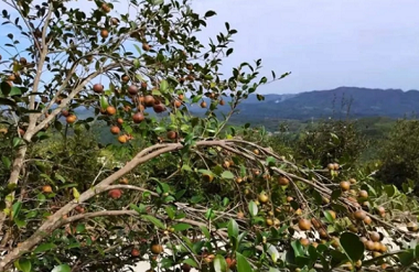 Huanjiang tea-oil trees harvested