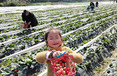 Luocheng strawberry farms boost rural vitalization