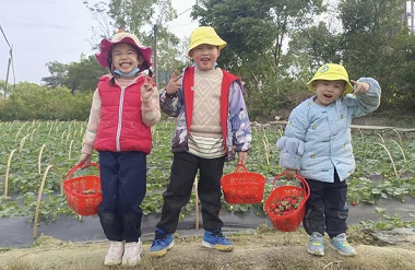 Huaiyuan ushers in strawberry season  