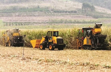 Yizhou promotes sugarcane industry development