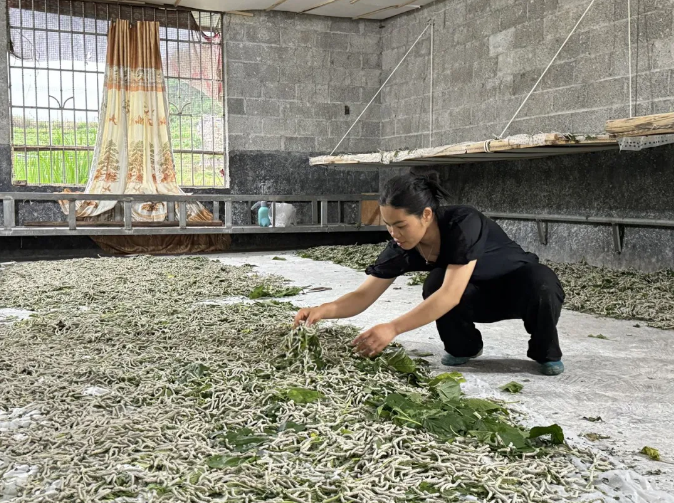 Microbial technology enhances silkworm production in Hechi