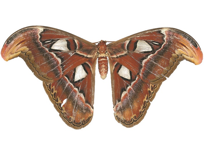 Massive moth found in Guangxi