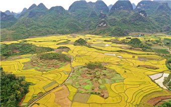 Scenery of rice fields in South China's Guangxi