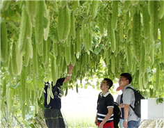 China-ASEAN vegetable expo underway in Nanning