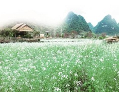 Enjoy charming flower blossoms in Guangxi