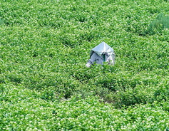 Hengzhou strives to become 'jasmine flower city'