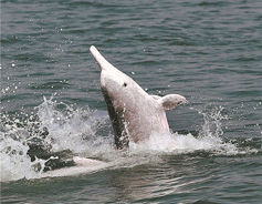 Students set sail to study dolphins